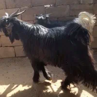 دوتا بیگ تخمی درجه یک|حیوانات مزرعه|شوشتر, |دیوار