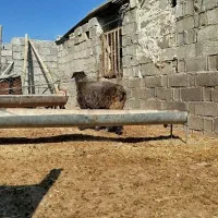 قوچ بختیاری دو رگه|حیوانات مزرعه|رستم, |دیوار