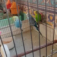 فروش پرنده