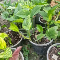 گل حسن یوسف و باباادم و پوتوس و سانسوریا|گل و گیاه طبیعی|رحیمآباد, |دیوار