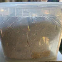 زیتون پرورده|عمده‌فروشی|تهران, میدان میوه و تره‌بار مرکزی|دیوار