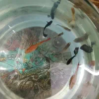 ماهی گوپی پر