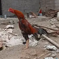 فروش خروس لاری