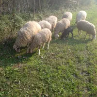 فروش نر|حیوانات مزرعه|لاهیجان, لفمجان|دیوار