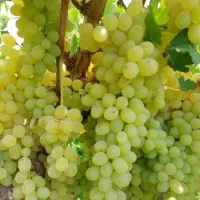 انواع نهال انگور گلدونی