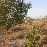 ۳۳۰۰مترباغ در روستای جوکال|فروش زمین و ملک کلنگی|چناران, |دیوار