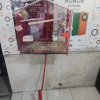 عروس هلندی|پرنده|تربت‌حیدریه, باغ سلطانی|دیوار
