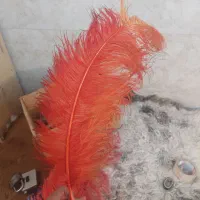 ۴۰عدد پر علامت