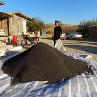 بذر پیاز قرمز اناری|عمده‌فروشی|لیلان, |دیوار