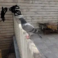 جوجه کفتر مسافتی|پرنده|قم, شاه احمد قاسم|دیوار