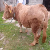 شاه گاو چالوسی حامله عروسک