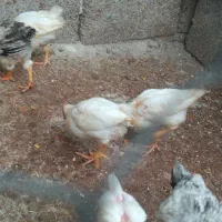 جوجه محلی|حیوانات مزرعه|هندیجان, |دیوار