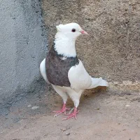 چندتا کبوتر درجه یک