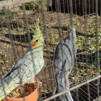 عروس هلندی نر و ماده|پرنده|خوی, |دیوار