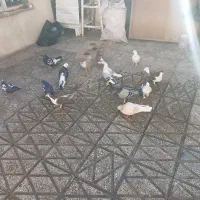 کفتر جفت رنگه|پرنده|مشهد, نیزه|دیوار