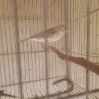 سهره قناری|پرنده|شهرکرد, |دیوار