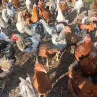 مرغ وخروس * تخم اردک