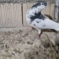 یال گل دار|پرنده|استهبان, |دیوار