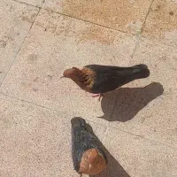 پرنده زینتی قناری