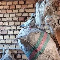 کبوتر|پرنده|گنبد کاووس, |دیوار