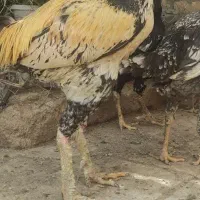 تخم مرغ لاری بهترین نژاد