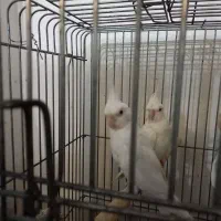 عروس هلندی جفت مولد با جوجه