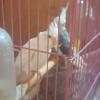 عروس درجه یک