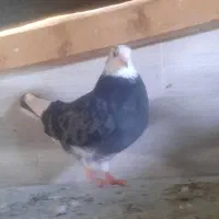 کبوتر|پرنده|رشت, تازه آباد|دیوار