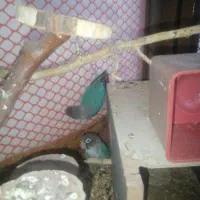 طوطی کوتوله و تخم