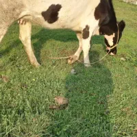 گاوهلشتاین