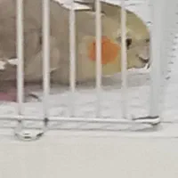 عروس هلندی ماده تخم گذار|پرنده|رشت, معلولین|دیوار