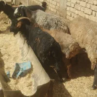 میش بز