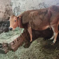 فروشی|حیوانات مزرعه|صومای برادوست, |دیوار