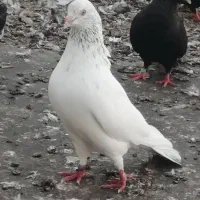 کبوتر گلدن.ماده