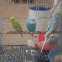 مرغ عشق|پرنده|نیشابور, محله میدان باغات|دیوار