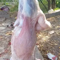 ذبح گاو گوسفند