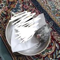 جوجه عروس سرلاکی|پرنده|مشهد, هنرور|دیوار