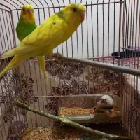 یک جفت مرغ عشق و یک عدد فنج|پرنده|قزوین, |دیوار