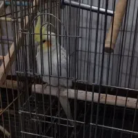 عروس هلندی نر|پرنده|ایلام, |دیوار