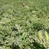 هندوانه گاوی ودامی