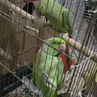 ملنگو|پرنده|تهران, یوسفآباد|دیوار