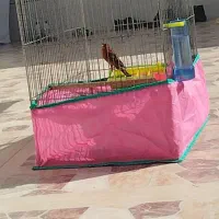 جفت قناری سرخ شیرازی مست