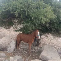 مادیان|اسب و تجهیزات اسب‌سواری|مهران (ایلام), |دیوار