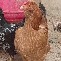 مرغ گلین فول