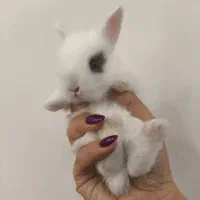 خرگوش لوپ انغوره شاینی پت