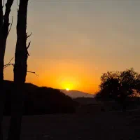 فیش