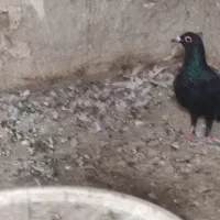 نر وماده زرد وسرخ کرمانی باماده زاغ کرمانی|پرنده|جزنیک, |دیوار