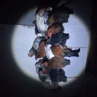 مرغ‌وخروس‌وبوقلمون