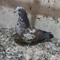 ۵ عدد گرفتنی|پرنده|قم, حنیف نژاد|دیوار