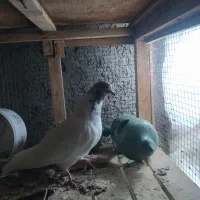 کبوتر کله برنجی نر